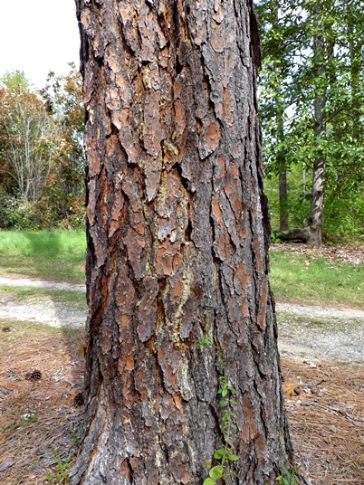 {Pinus palustris}